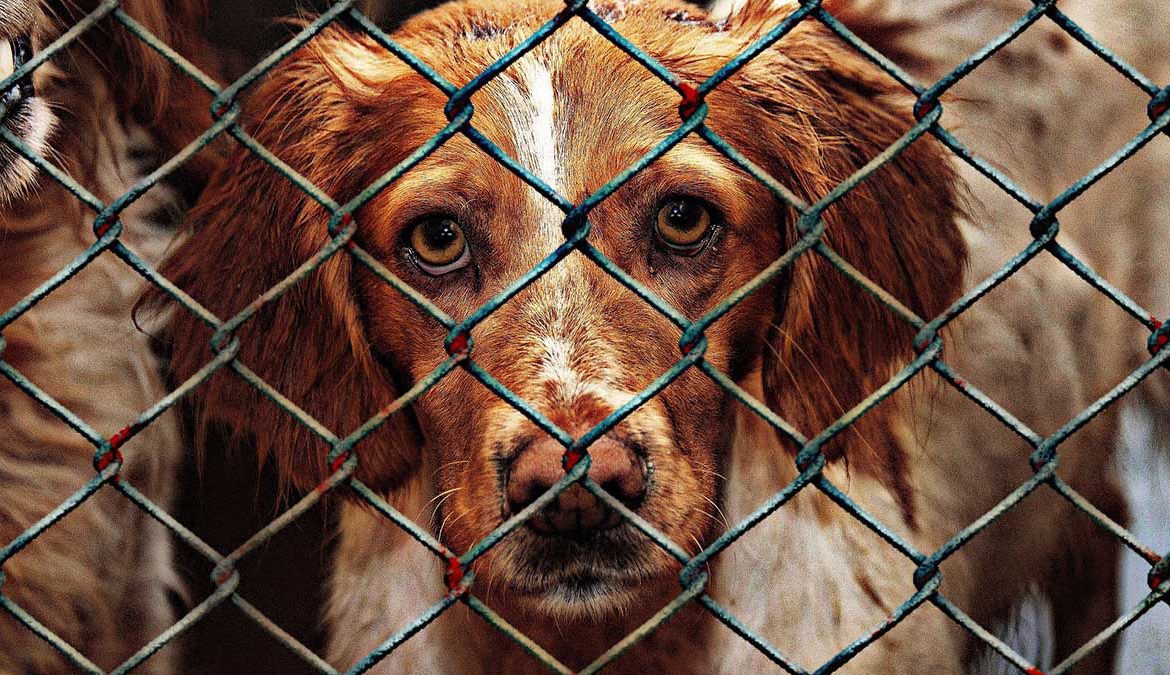 Cerrado un criadero ilegal de perros en Barakaldo