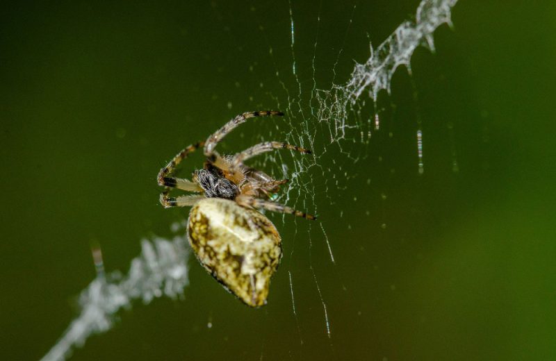 Un estudio revela una gran diversidad de arañas ibéricas desconocida hasta ahora