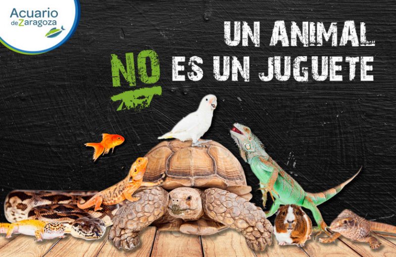 El Ayuntamiento de Zaragoza lanza una campaña para no adquirir animales exóticos como regalo por Navidad