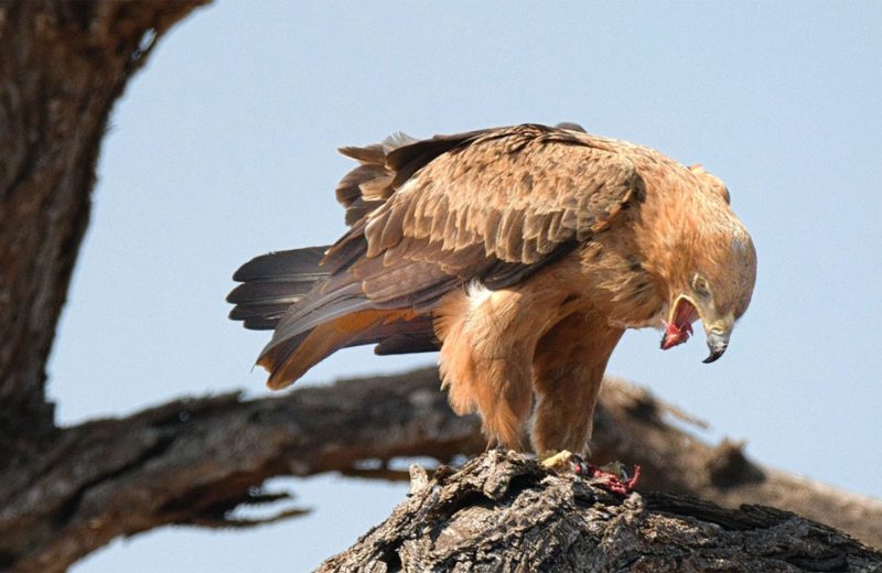 Las aves silvestres aprenden a evitar presas tóxicas observando a los demás