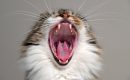 Resistencia a los antimicrobianos en la cavidad oral de los gatos con gingivoestomatitis crónica