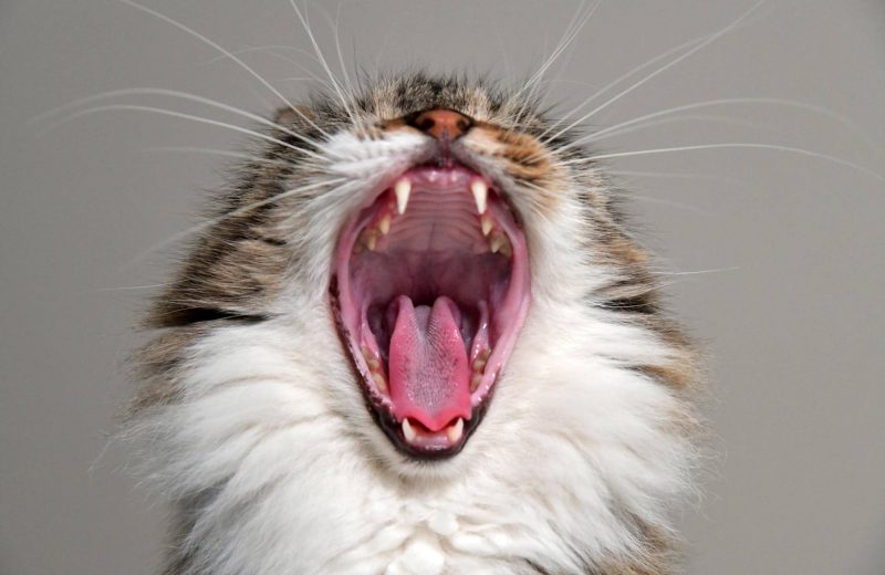 Resistencia a los antimicrobianos en la cavidad oral de los gatos con gingivoestomatitis crónica
