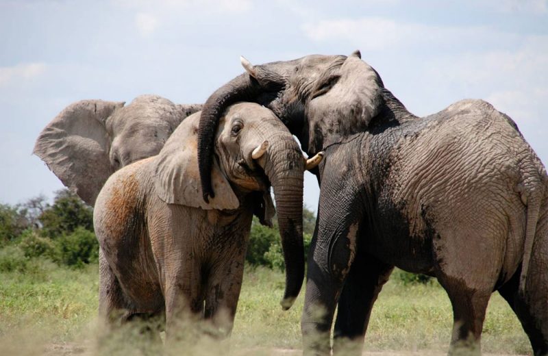 Los elefantes más ancianos y sabios calman a los jóvenes más agresivos
