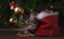 Cinco regalos que no puedes dejar escapar para tu gato en estas Navidades