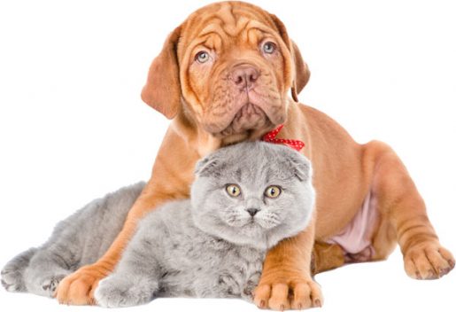 Gato y perro