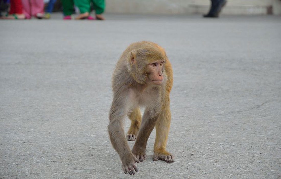 Venganza de monos contra cachorros de perros en India