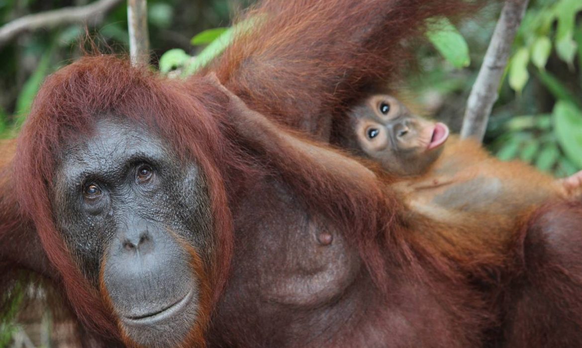 Las mamás orangután participan activamente en el aprendizaje de las habilidades de sus crías
