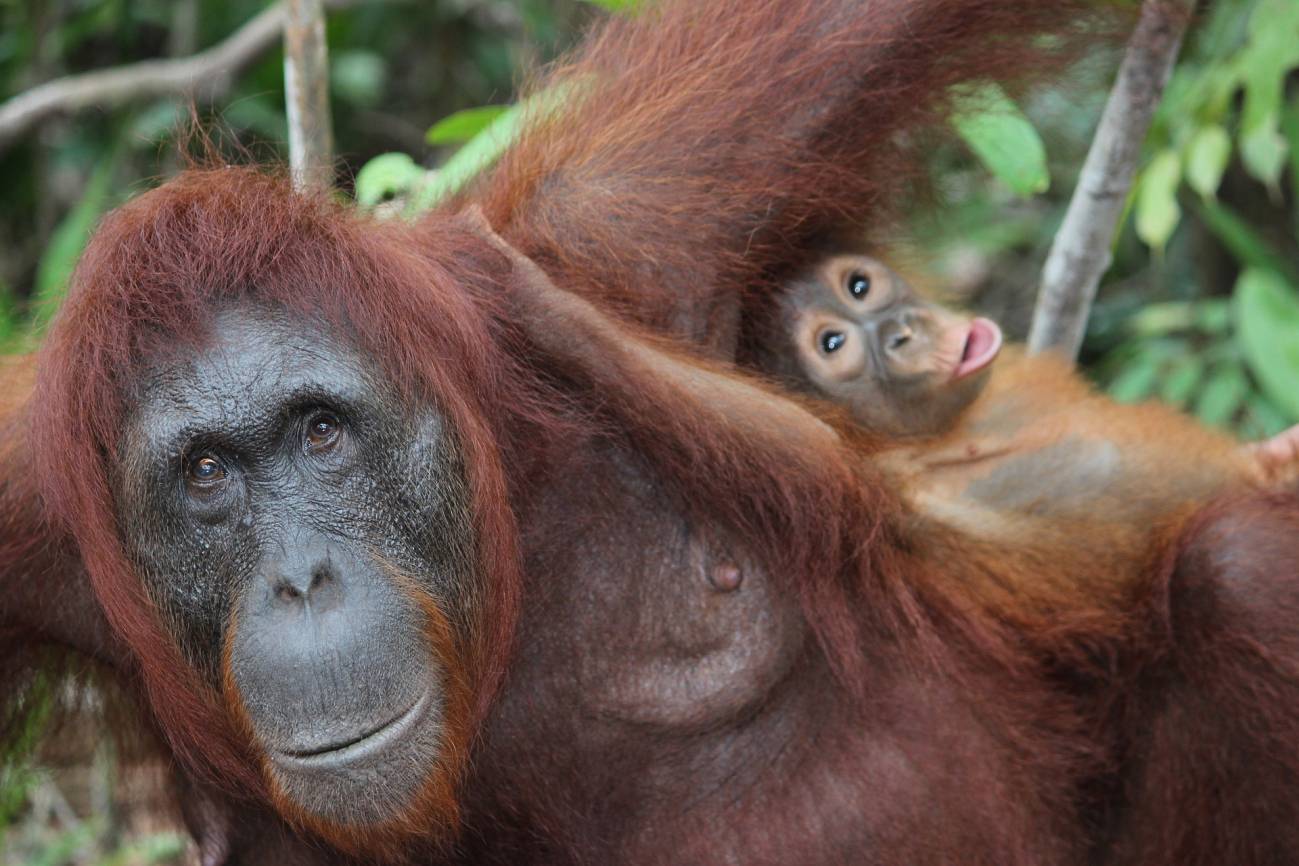 Madres orangután