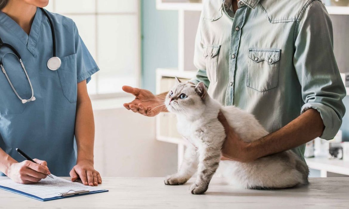 Dar pastillas a un gato de forma segura y no morir en el intento