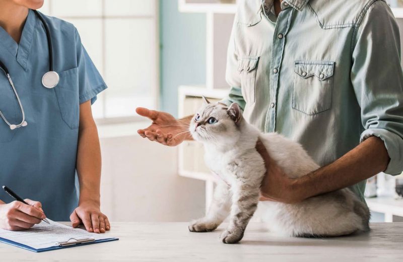 Dar pastillas a un gato de forma segura y no morir en el intento