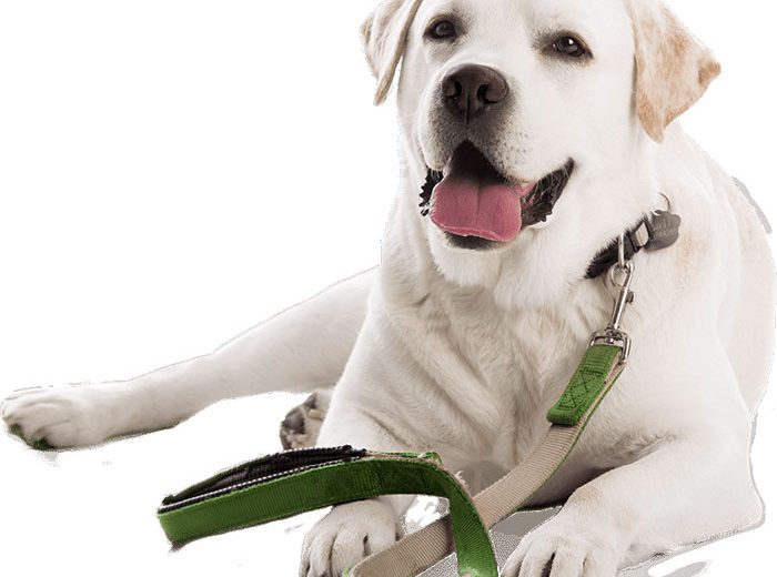 ¿Qué servicios accesorios puede necesitar tu perro?