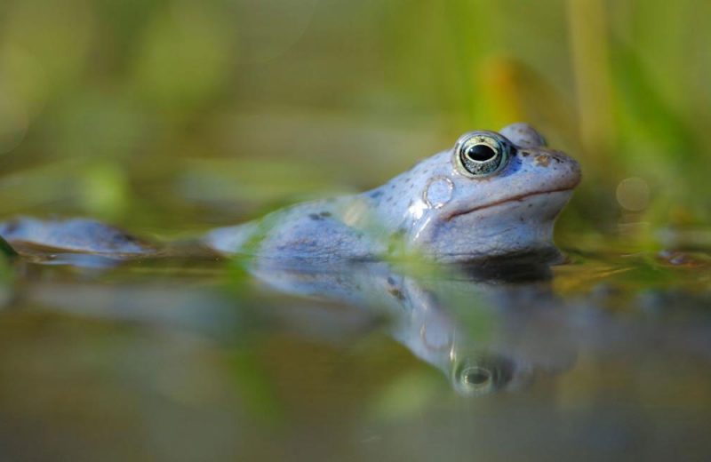 La rápida pérdida de biodiversidad en el agua dulce