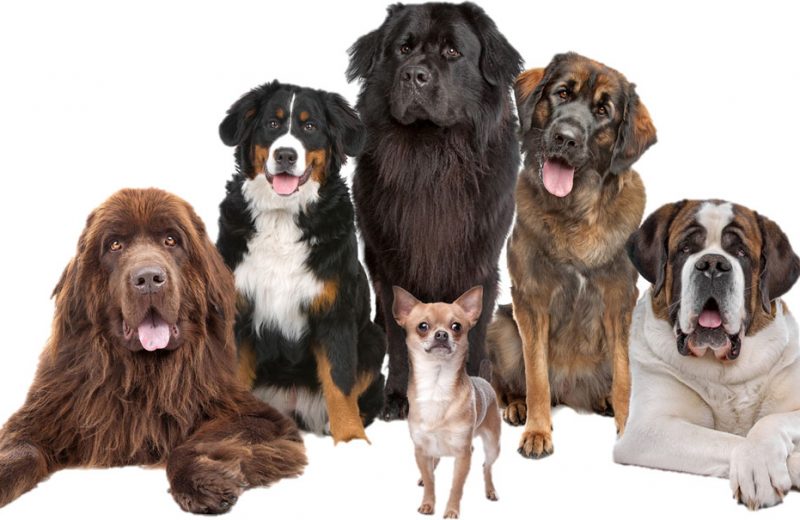 ¿Cuántas razas de perros existen?