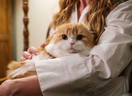 El ronroneo de los gatos beneficia  la salud de sus dueños