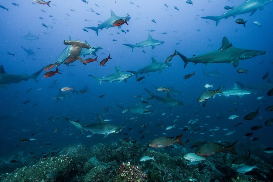 Los montes submarinos cercanos a la Isla del Coco, claves para la migración de tiburones y otras especies