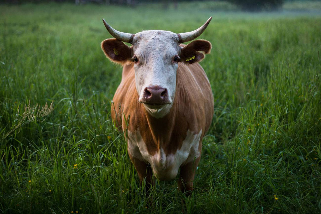 Vaca - Rumiante