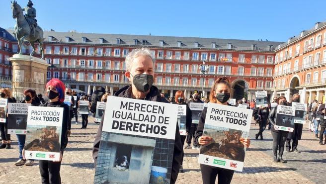 En Madrid AnimaNaturalis, CAS International y NAC se han manifestado en contra de la futura Ley de Protección Animal