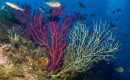 Mortalidad masiva de los corales del Mediterráneo
