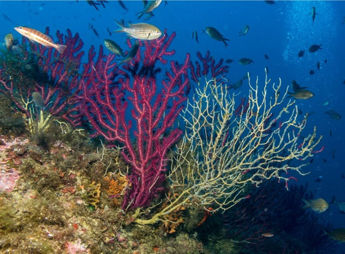 Colonia del coral 'Paramuricea clavata'