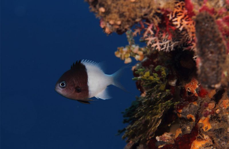 Investigadores desarrollan método automatizado para identificar llamadas de peces bajo el agua