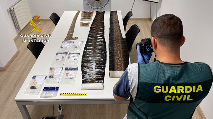 La Guardia Civil recupera 100 piezas de marfil, pieles de serpientes y lagartos dispuestos para su venta ilegal en el País Vasco