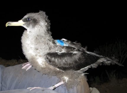 Un estudio monitoriza datos de aves marinas para reducir su mortalidad por la contaminación lumínica