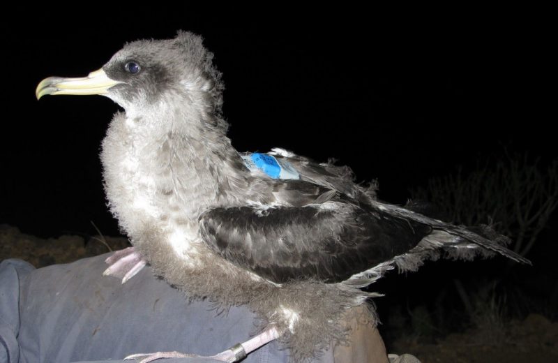 Un estudio monitoriza datos de aves marinas para reducir su mortalidad por la contaminación lumínica