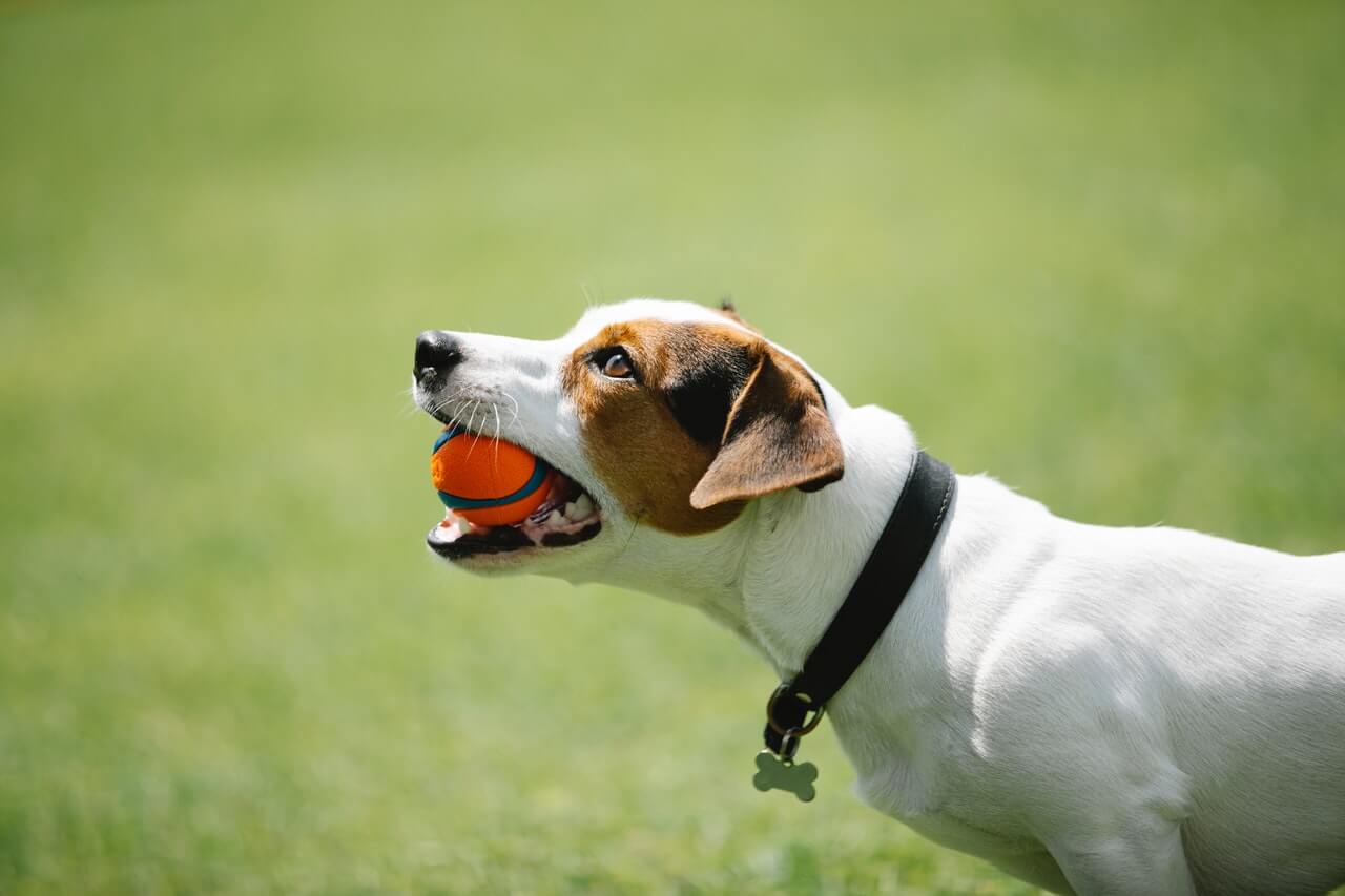 Perro en el parque con pelota