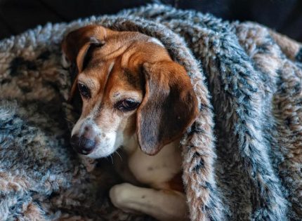 Resfriados en las mascotas, todo lo que debes saber
