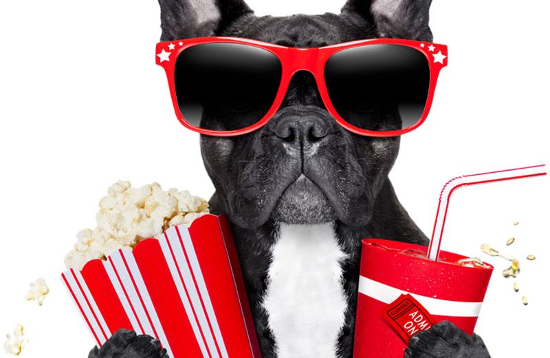 Abre sus puertas el primer cine para perros