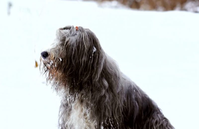 Siete peligros del invierno para los perros