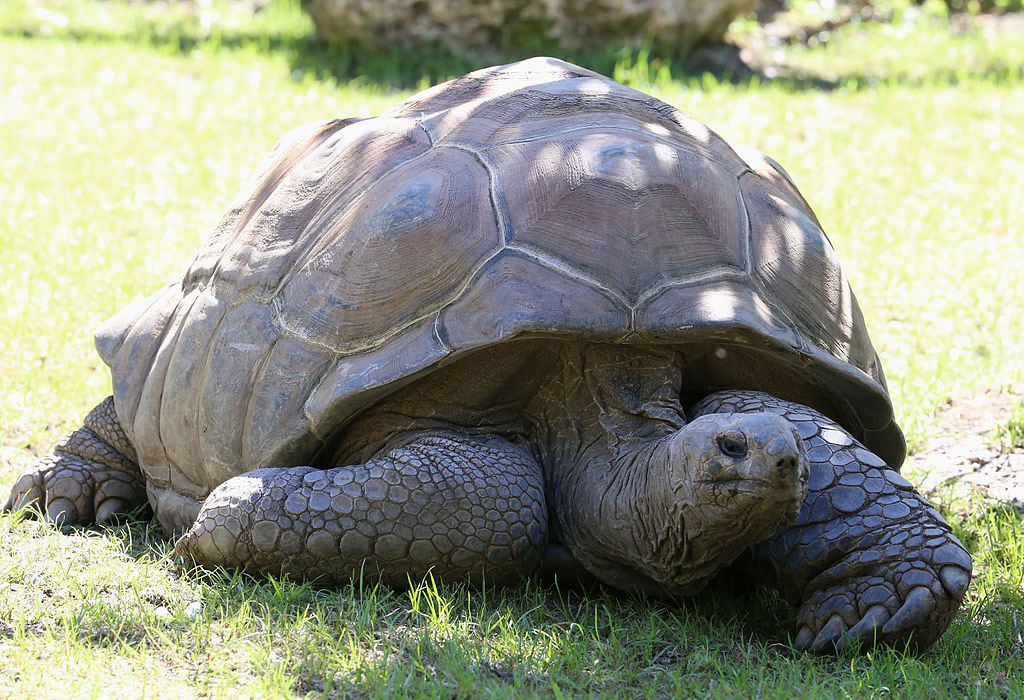 Cuatro virus endémicos de las tortugas de Galápagos descritos por primera vez
