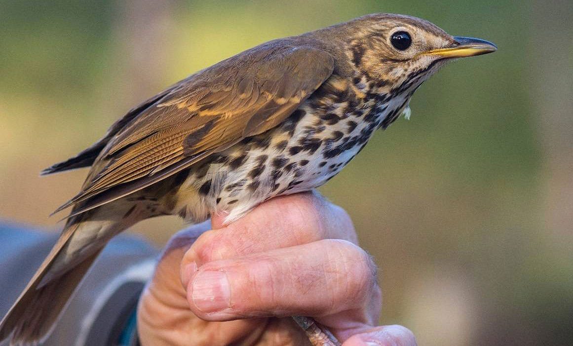 La acción humana afecta negativamente a las aves frugívoras de Doñana