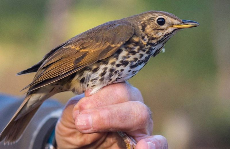 La acción humana afecta negativamente a las aves frugívoras de Doñana