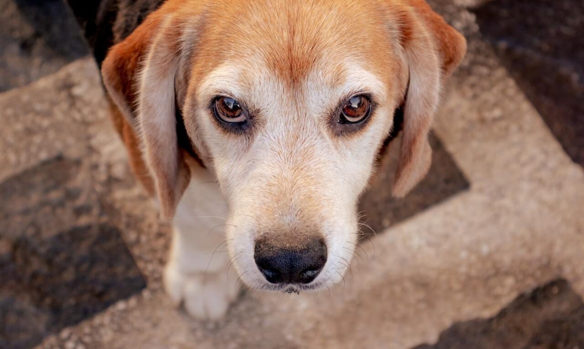 Según la UB no hay un «método alternativo» al uso de perros de raza beagle en la investigación de un fármaco
