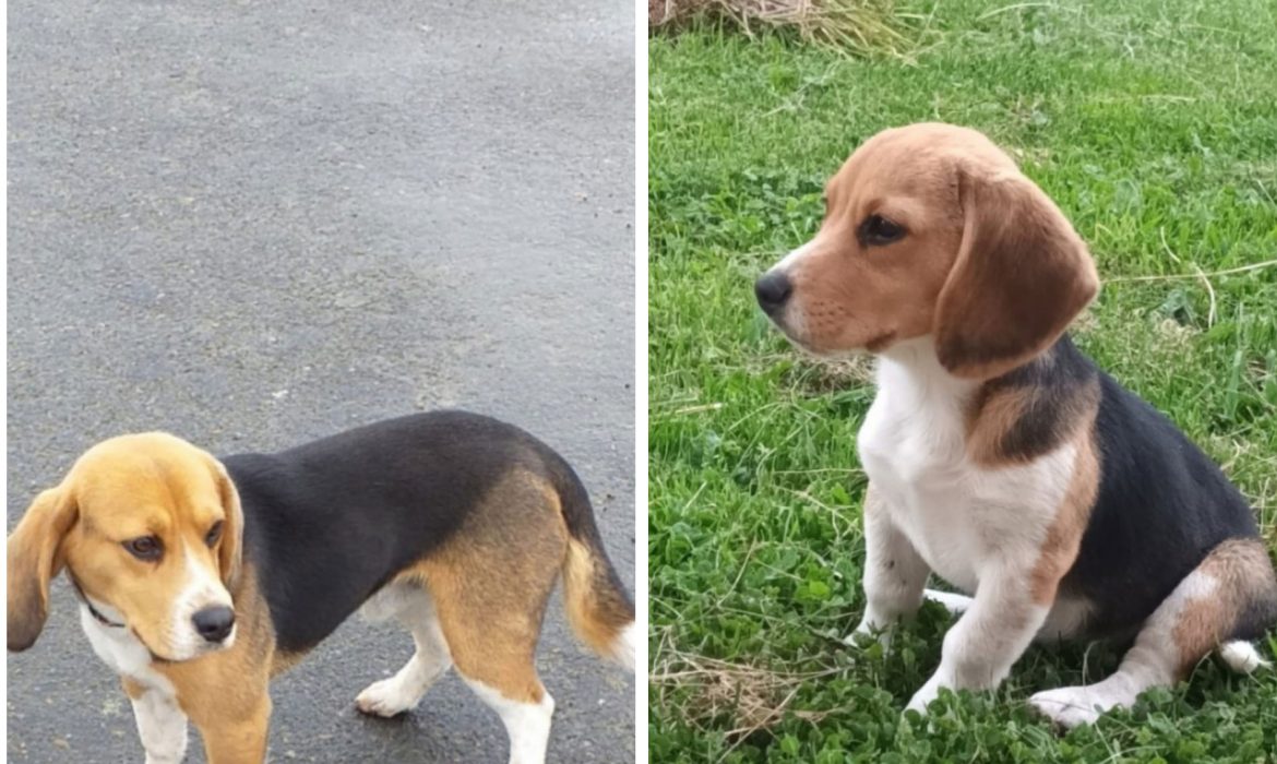 Recompensa para encontrar a dos beagles de terapia de un niño de A Coruña