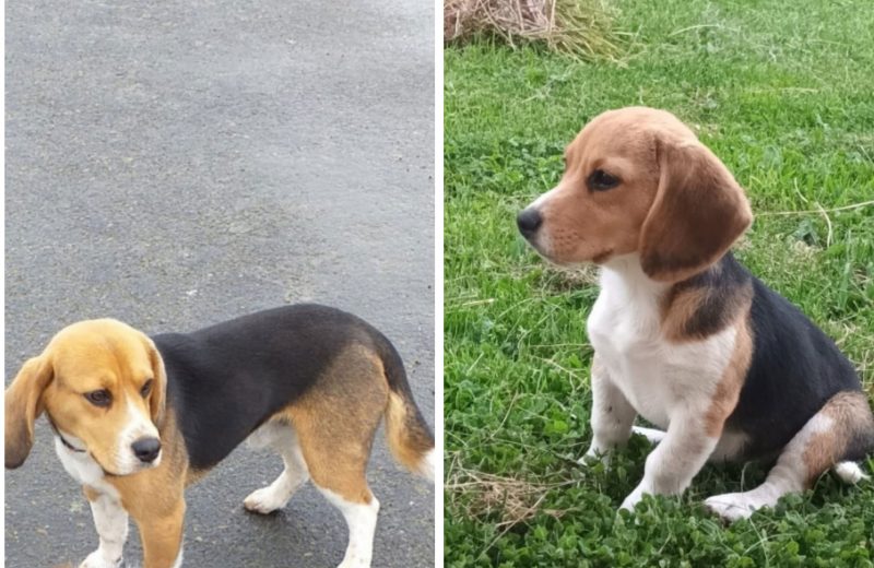 Recompensa para encontrar a dos beagles de terapia de un niño de A Coruña