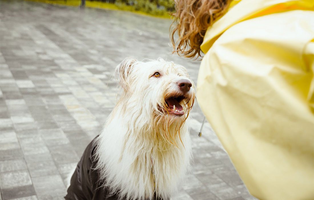 ¿Pueden los perros reconocer la voz de sus dueños?