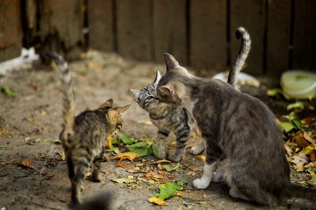 Situación del sistema de gestión de las colonias felinas en Logroño