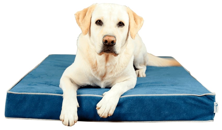 Cómo escoger la mejor cama para perros