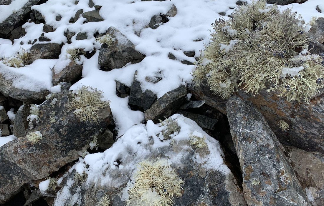 Analizan cómo los microorganismos ‘repueblan’ lavas y rocas en la Antártida tras la retirada del hielo