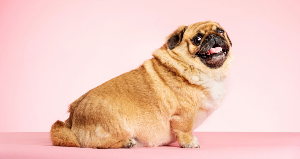 Sobrepeso y obesidad en los perros: síntomas y soluciones para combatir estos problemas de salud