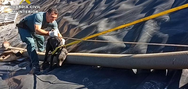 La Guardia Civil rescata a dos perros atrapados en una balsa de riego vacía en Librilla