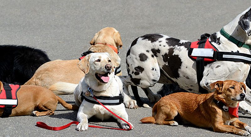 Beneficios de terapias asistidas con perros