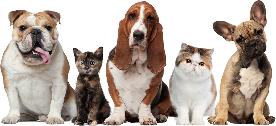 Parásitos en perros y gatos, síntomas y soluciones para eliminarlos