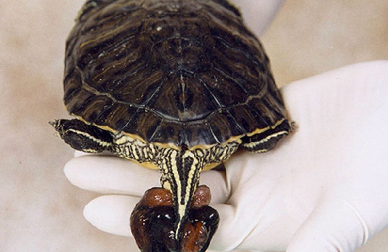 Prolapso de pene en los machos de tortugas