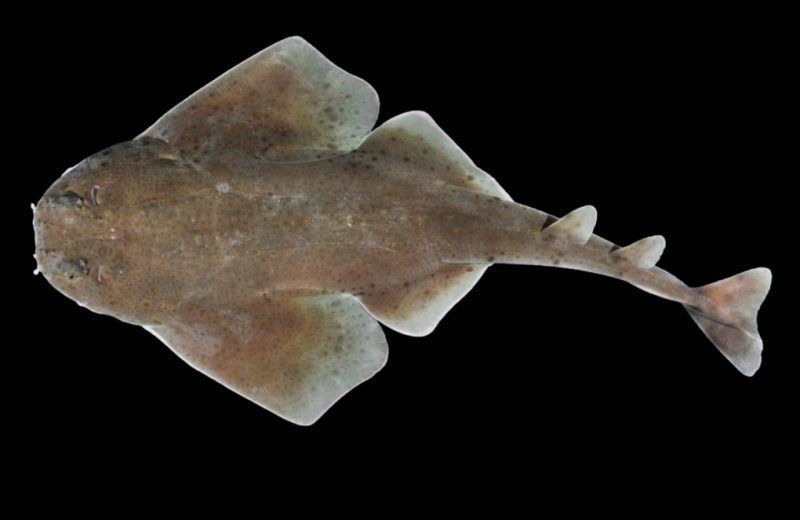 ‘Squatina mapama’, primera especie de tiburón ángel descrita en el Caribe centroamericano