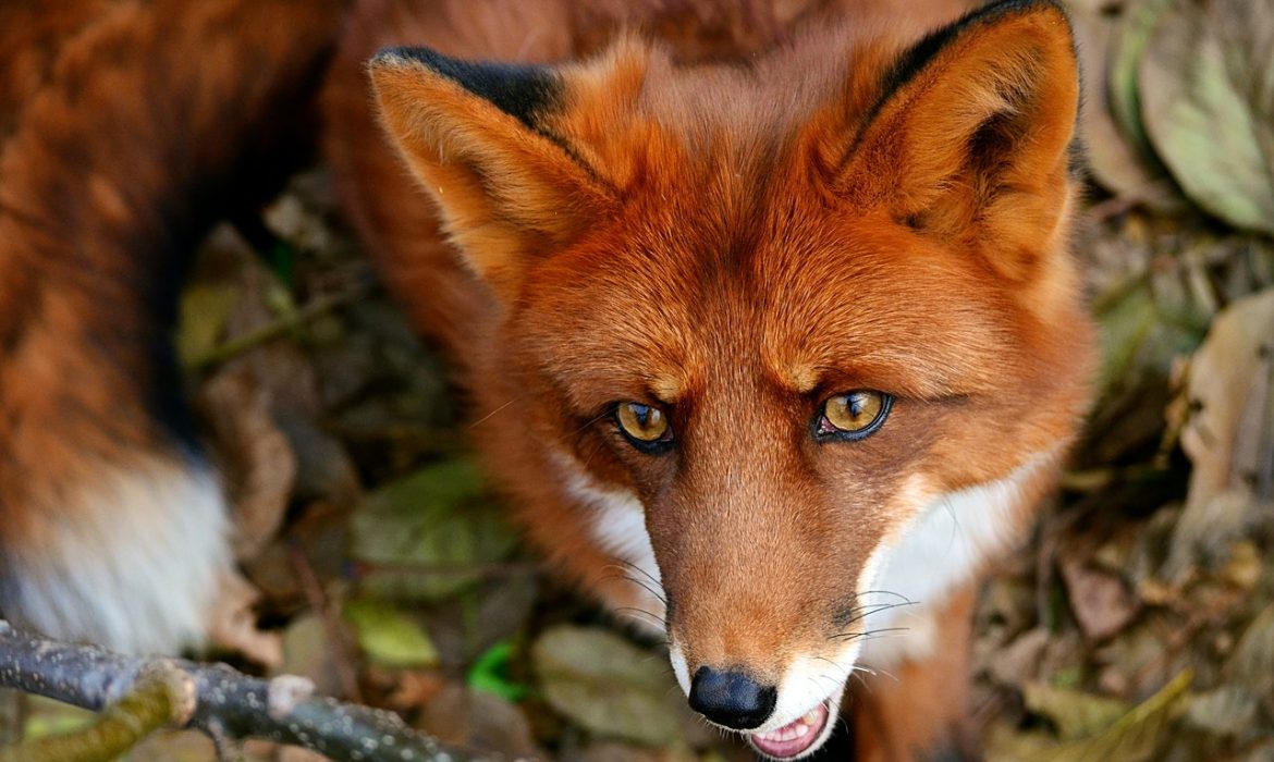 10.000 personas solicitan la protección del zorro en la Rioja