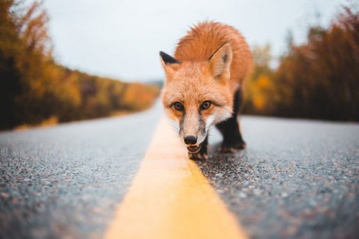 Zorro rojo
