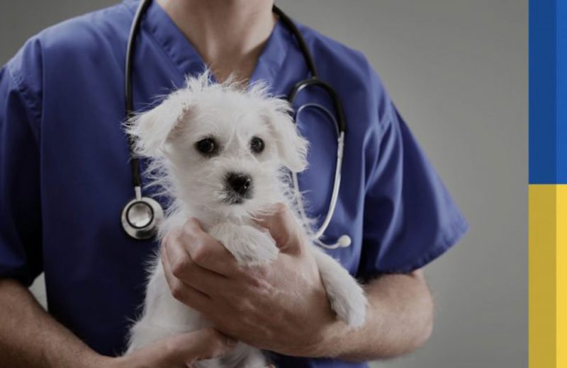 Los veterinarios de Murcia ofrecen medidas gratuitas a las mascotas de los refugiados ucranianos